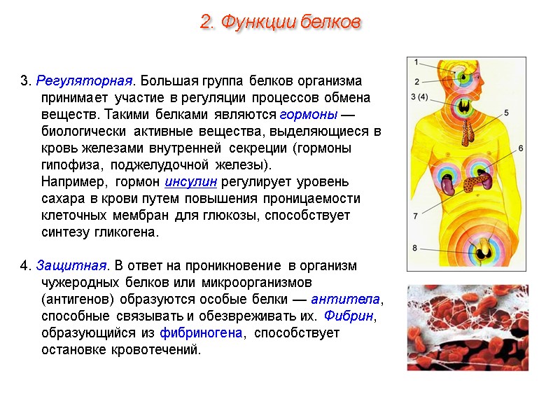 3. Регуляторная. Большая группа белков организма принимает участие в регуляции процессов обмена веществ. Такими
